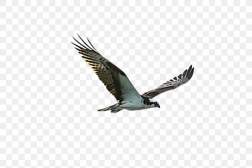 Bird Bird Of Prey Eagle Osprey Beak, PNG, 2000x1332px, Bird, Accipitridae, Beak, Bird Of Prey, Eagle Download Free