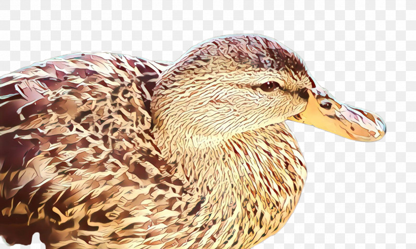 Bird Duck Water Bird Mallard Ducks, Geese And Swans, PNG, 2584x1548px, Bird, American Black Duck, Beak, Duck, Ducks Geese And Swans Download Free