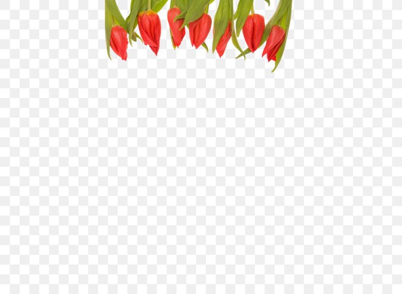 Bird's Eye Chili Cut Flowers Garden Tulip Flower Bouquet, PNG, 600x600px, Cut Flowers, Bell Peppers And Chili Peppers, Capsicum Annuum, Cayenne Pepper, Chili Pepper Download Free