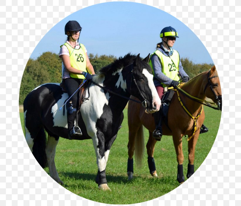 Eventing Horse Equestrian Mare Rein, PNG, 700x700px, Eventing, Animal Sports, Bridle, Endurance Riding, English Riding Download Free