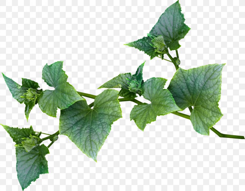 Herbalism Plant Leaf, PNG, 1280x1000px, Herb, Herbalism, Leaf, Plant Download Free