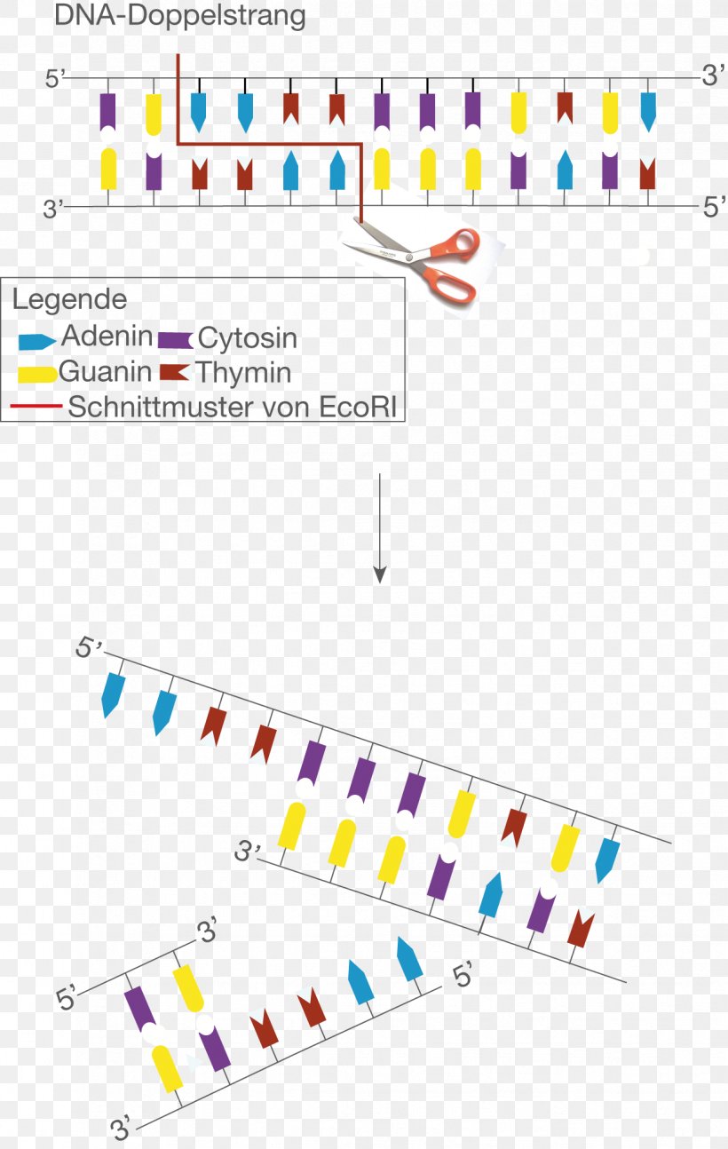 Restriction Enzyme EcoRI Cytosine Sticky And Blunt Ends Plasmid, PNG, 1223x1930px, Restriction Enzyme, Area, Cell, Cytosine, Diagram Download Free