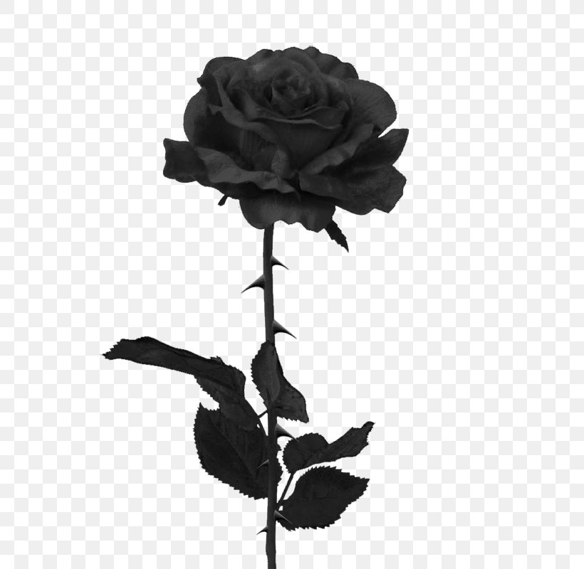 Black Rose T-shirt Clip Art, PNG, 600x800px, Black Rose, Black, Black And White, Blog, Color Download Free