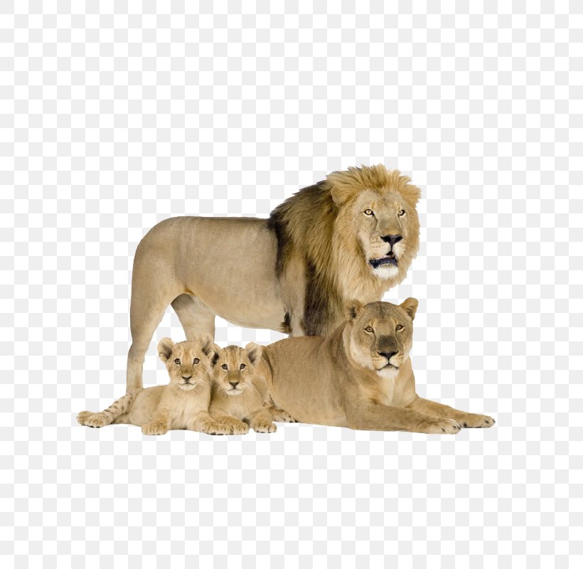 Felidae Cat Cougar Asiatic Lion Siberian Tiger, PNG, 800x800px, Felidae, Animal, Asiatic Lion, Big Cat, Big Cats Download Free