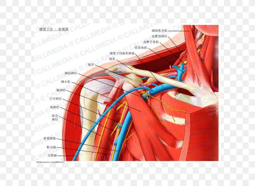 Infraclavicular Fossa Anatomy Subclavian Artery Scalene Muscles Brachial Plexus, PNG, 600x600px, Watercolor, Cartoon, Flower, Frame, Heart Download Free
