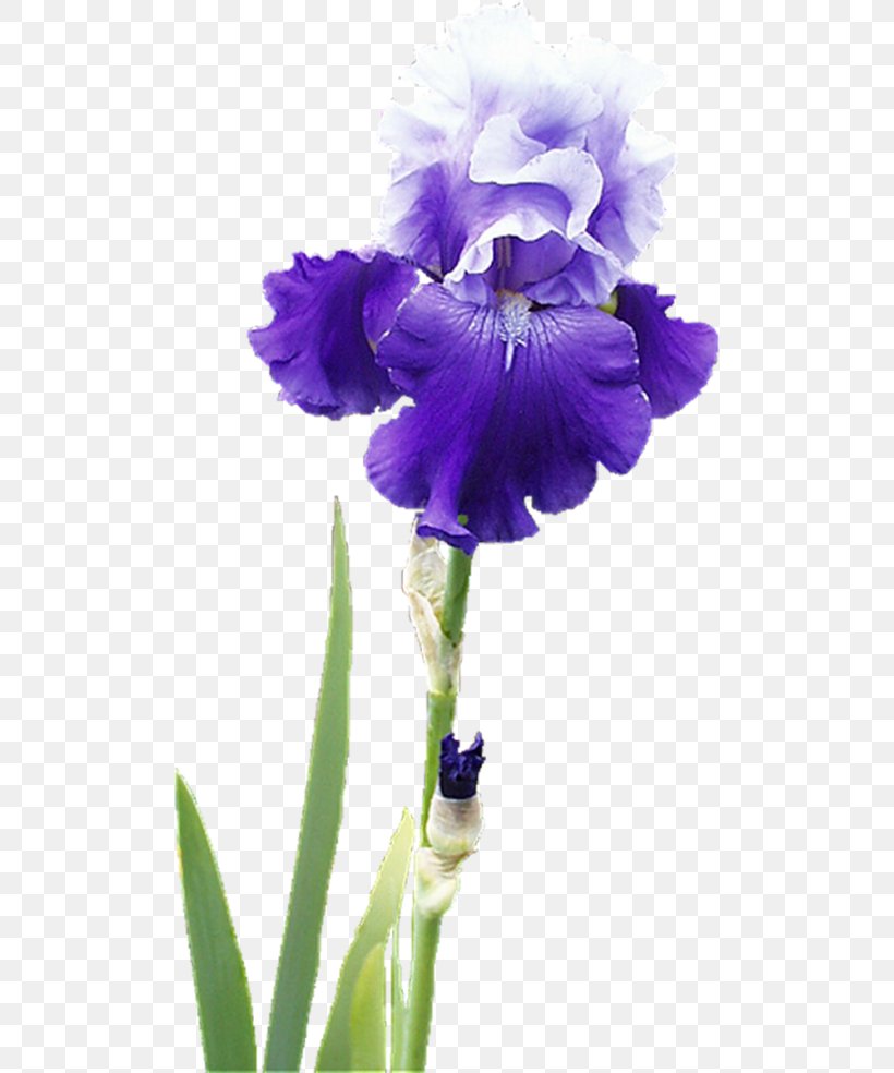 Irises Flower Raster Graphics Clip Art, PNG, 500x984px, Irises, Digital Image, Drawing, Flower, Flower Bouquet Download Free