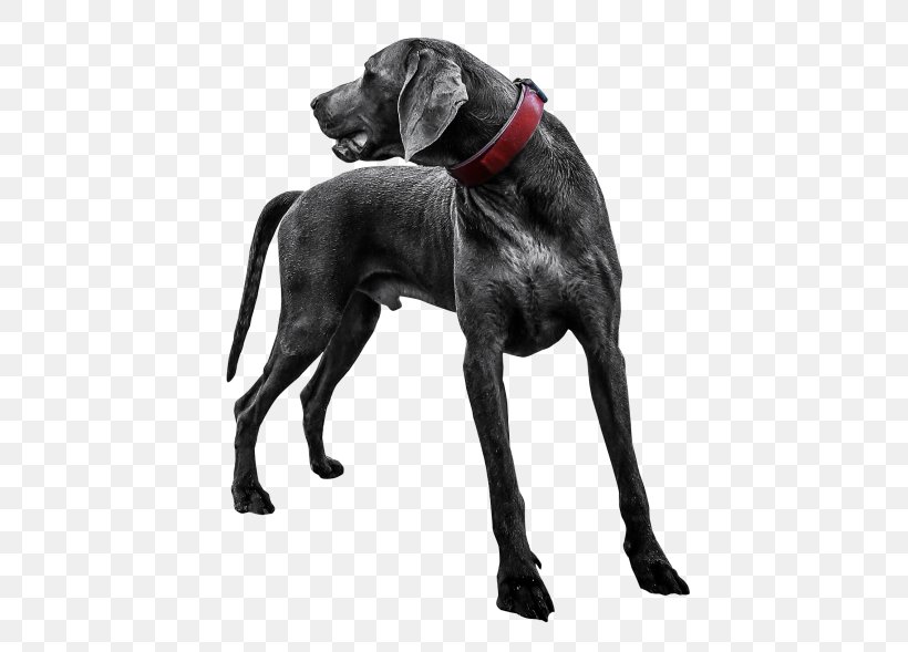 Labrador Retriever Great Dane St. Bernard Weimaraner, PNG, 500x589px, Labrador Retriever, Animal, Carnivoran, Dog, Dog Breed Download Free