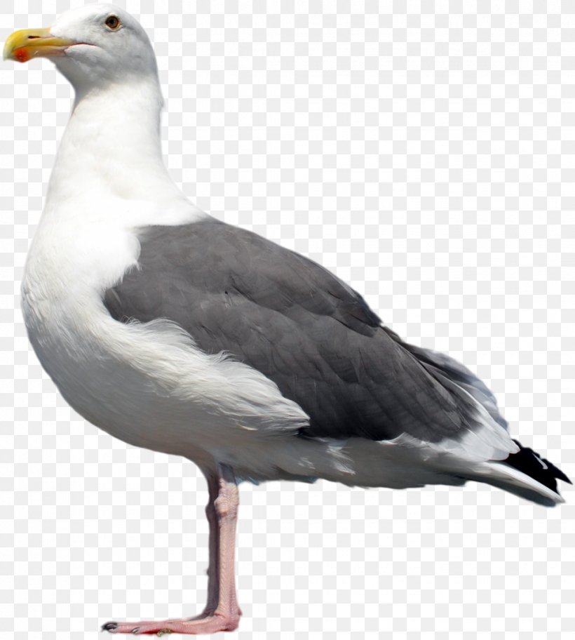 Bird Cartoon, PNG, 971x1080px, Gulls, American Herring Gull, Beak, Bird, European Herring Gull Download Free