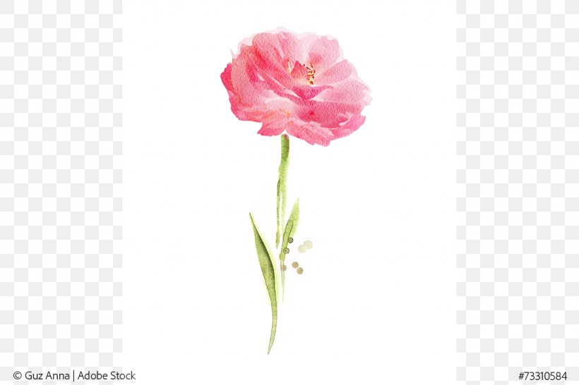 Cut Flowers Garden Roses Carnation, PNG, 1024x683px, Flower, Carnation, Centifolia Roses, Cut Flowers, Dianthus Download Free