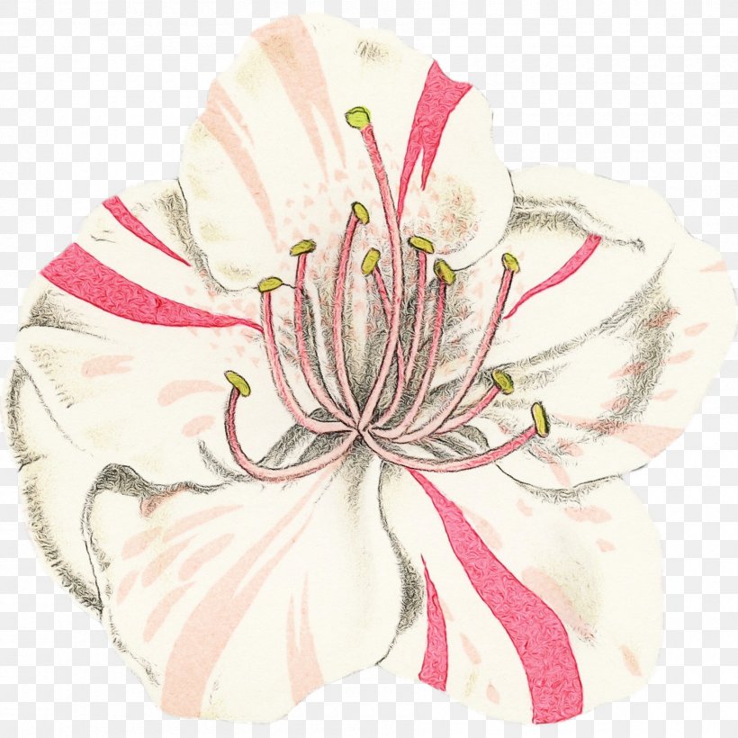 Flower White Pink Plant Petal, PNG, 1800x1800px, Watercolor, Drawing, Flower, Paint, Petal Download Free