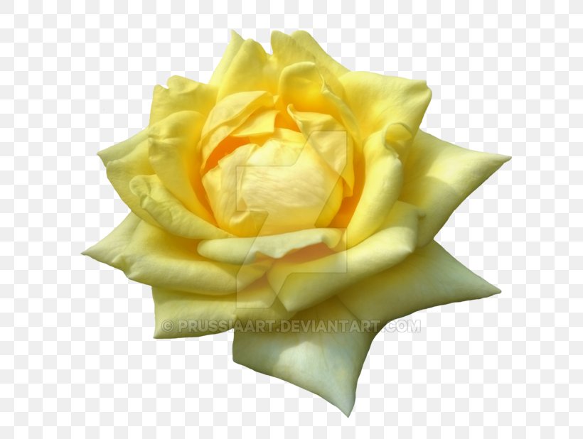 Garden Roses Yellow Flower Petal, PNG, 800x618px, Rose, Black Rose, Cut Flowers, Flower, Flower Bouquet Download Free