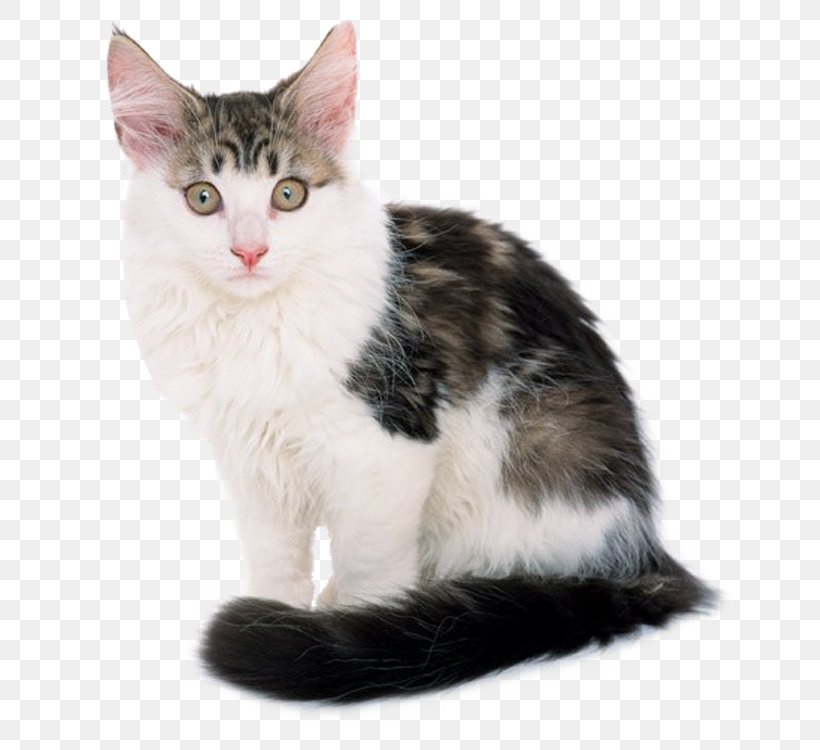 Caucasian Wildcat Kitten Dog Black Cat, PNG, 750x750px, Cat, Aegean Cat, American Shorthair, American Wirehair, Animal Download Free