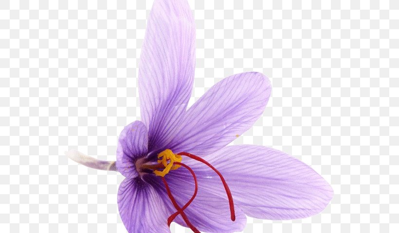 Crocus Saffron Kesari Bhath Tea Recipe, PNG, 640x480px, Crocus, Dish, Eating, Flower, Flowering Plant Download Free