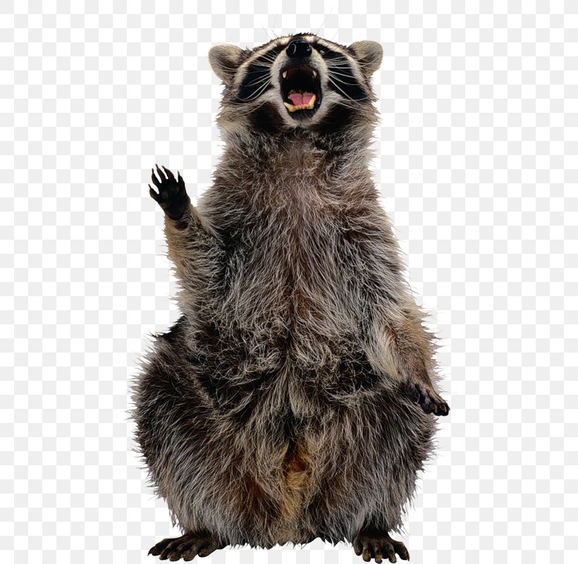 Raccoon Clip Art, PNG, 484x800px, Raccoon, Carnivoran, Fur, Japanese Raccoon Dog, Mammal Download Free