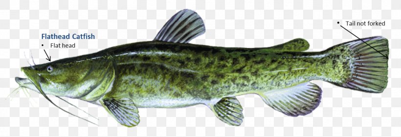 Wels Catfish Perch Flathead Catfish Oklahoma Department Of Wildlife Conservation, PNG, 1250x429px, Catfish, Animal, Animal Figure, Barramundi, Bass Download Free