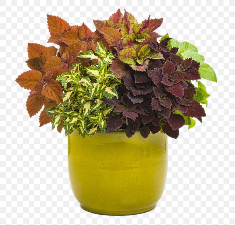 Coleus Solenostemon Plectranthus Scutellarioides Garden Annual Plant, PNG, 736x783px, Coleus, Annual Plant, Container Garden, Cut Flowers, Flower Download Free