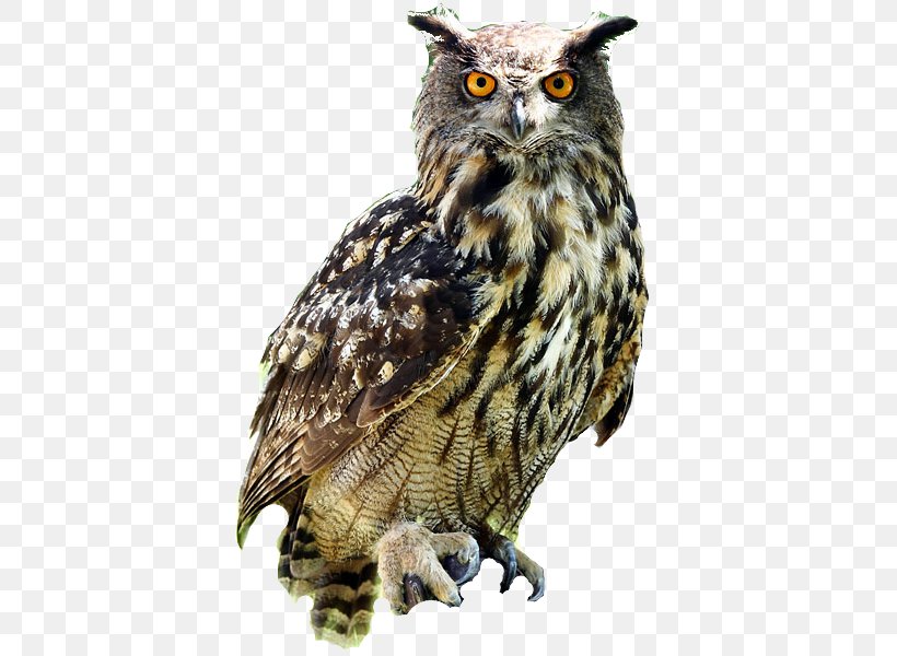 Eurasian Eagle-owl Bird Snowy Owl Blakistons Fish Owl Great Horned Owl, PNG, 418x600px, Owl, Barn Owl, Barred Owl, Beak, Bird Download Free