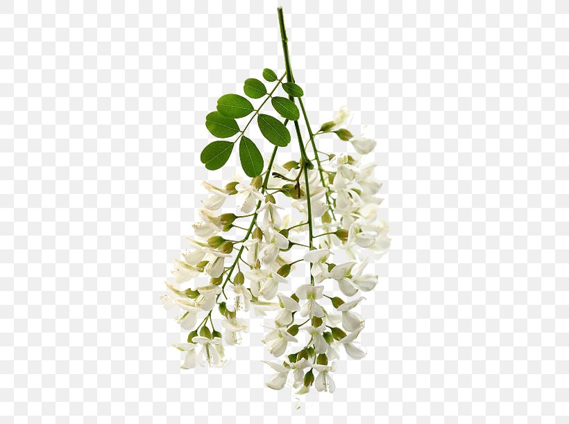 Floral Design White Acacia Flower Stock Photography, PNG, 421x612px, Floral Design, Acacia, Branch, Cut Flowers, Depositphotos Download Free