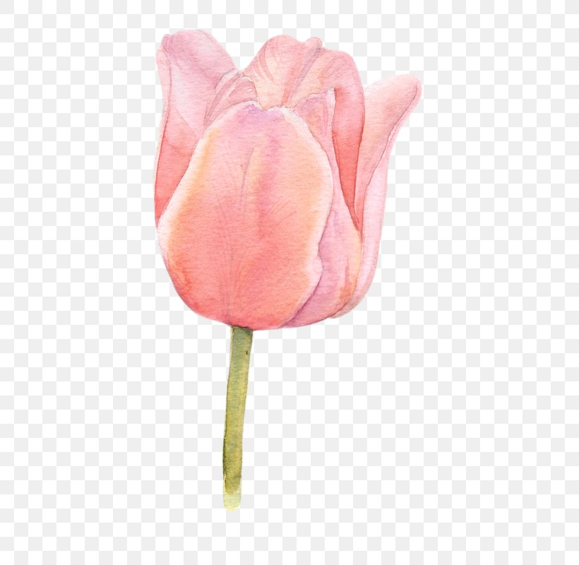 Flower Tulip Watercolor Painting, PNG, 508x800px, Flower, Botanical Illustration, Color, Drawing, Flowering Plant Download Free