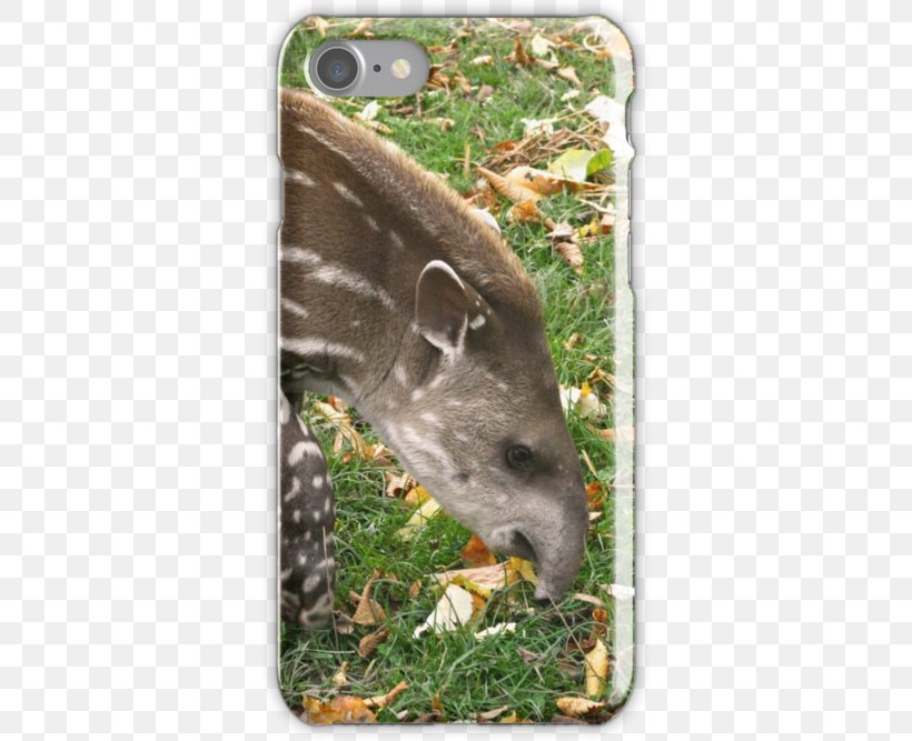 Tapir Marsupial Deer Snout Wildlife, PNG, 500x667px, Tapir, Animal, Deer, Fauna, Grass Download Free