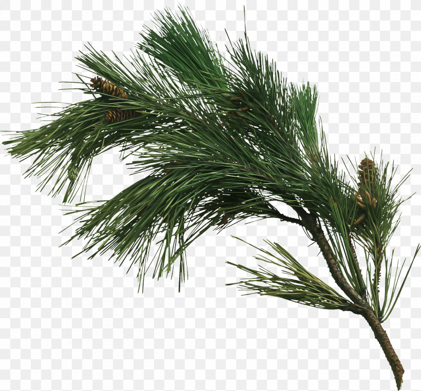 White Pine Red Pine Loblolly Pine Shortstraw Pine Tree, PNG, 2514x2337px, White Pine, American Larch, American Pitch Pine, Branch, Casuarina Download Free