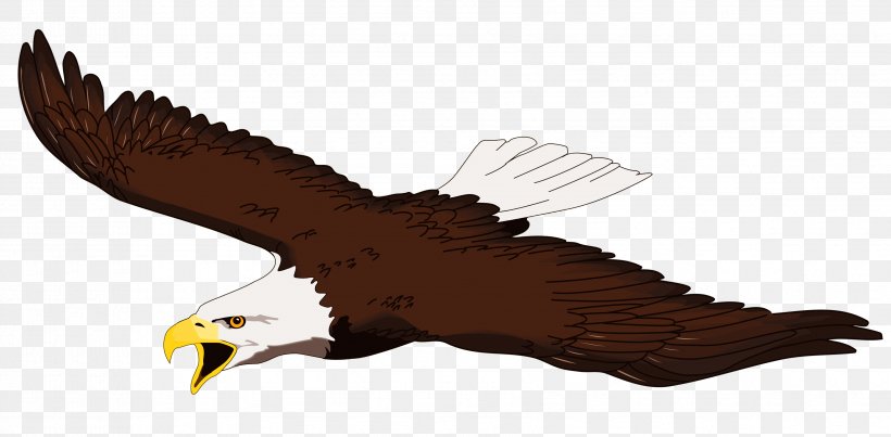 Bald Eagle Golden Eagle Clip Art, PNG, 3407x1678px, Bald Eagle, Accipitriformes, Beak, Bird, Bird Of Prey Download Free