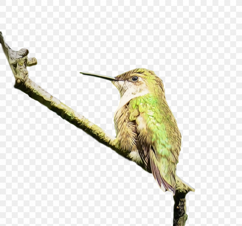 Hummingbird, PNG, 1538x1440px, Bird, Beak, Branch, Coraciiformes, Hummingbird Download Free