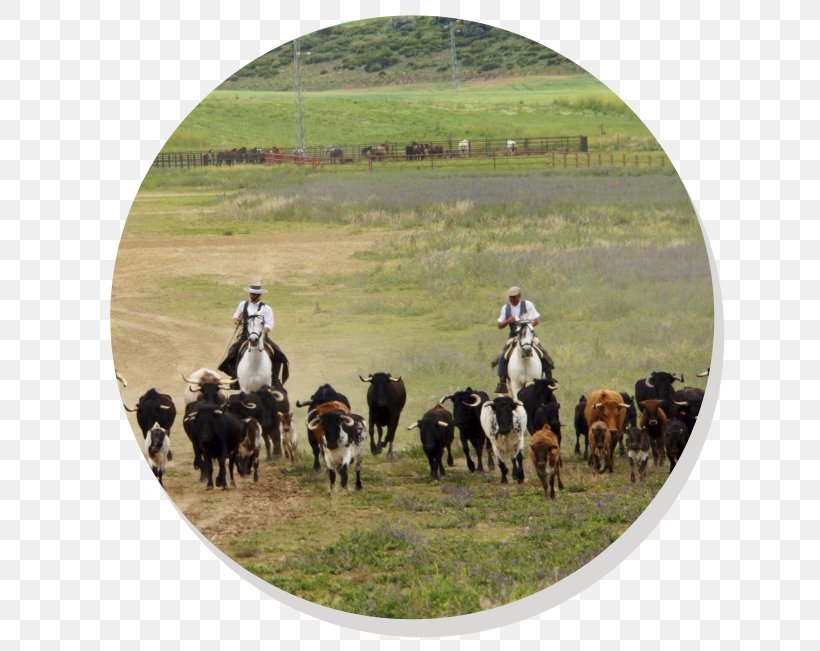 Medina-Sidonia Spanish Fighting Bull Taurine Cattle El Puerto De Santa María Chiclana De La Frontera, PNG, 677x651px, Medinasidonia, Andalusia, Bull, Cattle, Cattle Like Mammal Download Free