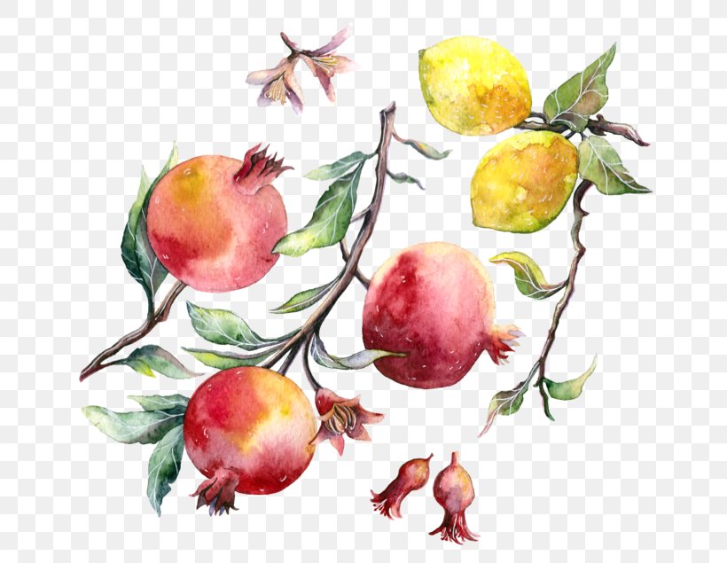 Pomegranate Apple Watercolor Painting Drawing, PNG, 700x635px, Pomegranate, Apple, Branch, Drawing, Flowering Plant Download Free
