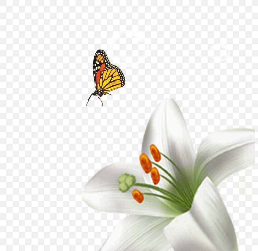 Download Flower Computer File, PNG, 800x800px, Flower, Butterfly, Data, Data Compression, Google Images Download Free