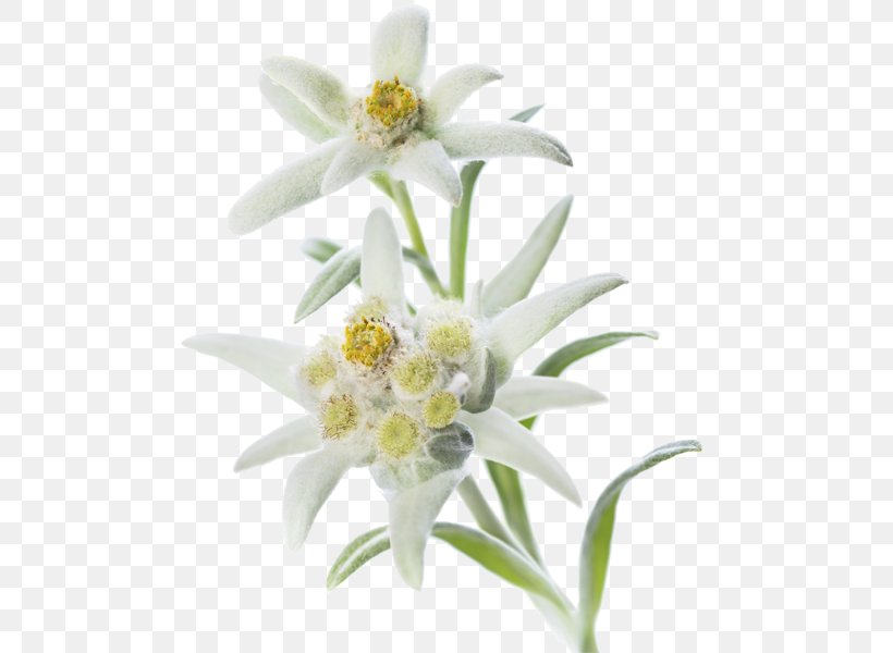 Edelweiss Alps Stock Photography Flower, PNG, 510x600px, Edelweiss, Alps, Blossom, Daisy Family, Flower Download Free