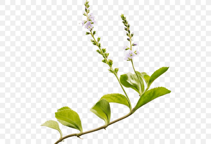 Holy Basil Heath Speedwell Ricola Herb White Horehound, PNG, 510x560px, Holy Basil, Basil, Branch, Candy, Fines Herbes Download Free