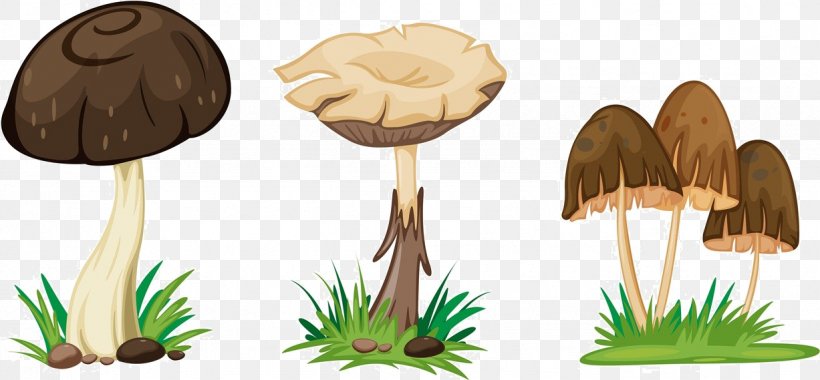 Mushroom Drawing Illustration, PNG, 1227x569px, Mushroom, Cartoon, Common Mushroom, Drawing, Fungus Download Free