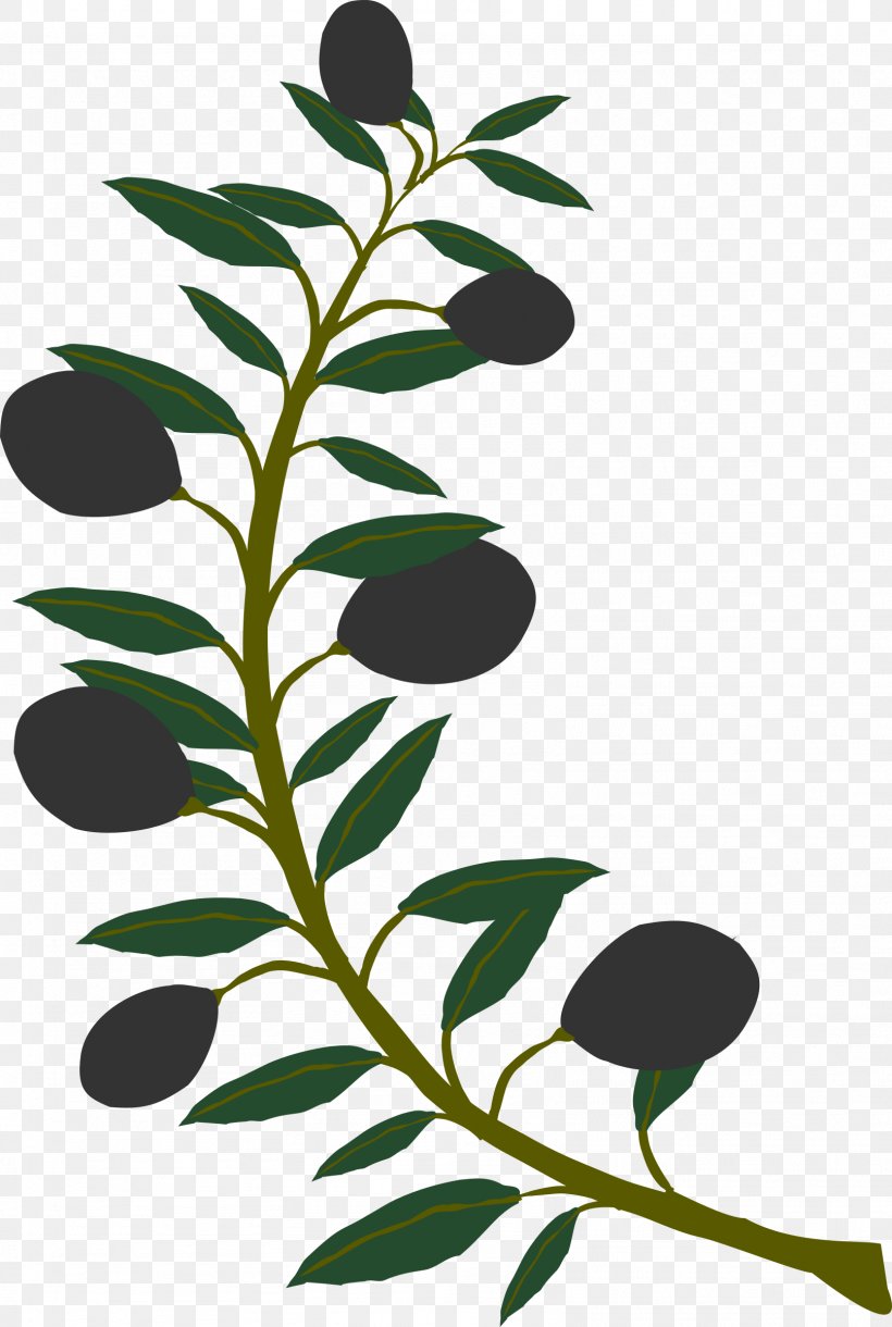 Olive Branch Clip Art, PNG, 1613x2400px, Olive Branch, Branch, Drawing, Flora, Flower Download Free