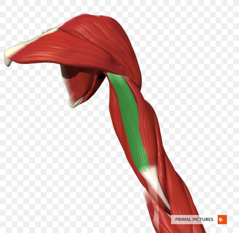 Triceps Brachii Muscle Arm Biceps Human Anatomy, PNG, 800x800px, Muscle, Anatomy, Arm, Biceps, Diagram Download Free