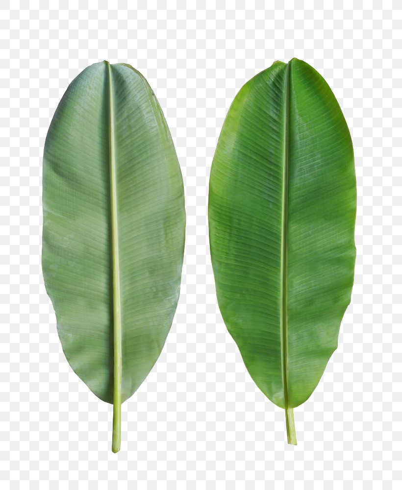 Banana Leaf Bánh Tét, PNG, 811x1000px, Banana Leaf, Banana, Leaf, Plant, Plant Stem Download Free