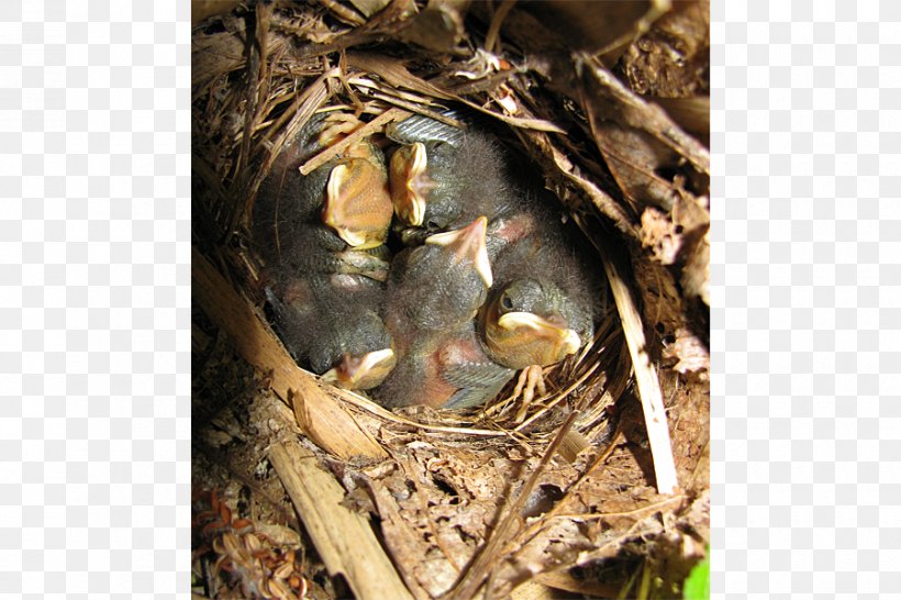 Father's Day Third Sunday Of June Summer Solstice Courtship, PNG, 900x600px, Father, Bird, Bird Nest, Calendar, Country Download Free