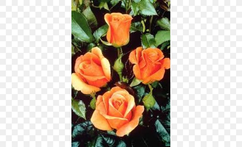 Floribunda Garden Roses Rosa Chinensis Memorial Rose Cut Flowers, PNG, 500x500px, Floribunda, Agriculture, Annual Plant, Begonia, Cereal Download Free