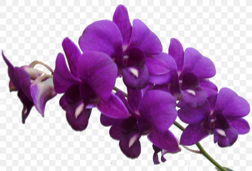 Flower Purple Violet Clip Art, PNG, 1023x694px, Flower, Cattleya, Color, Dendrobium, Floral Design Download Free