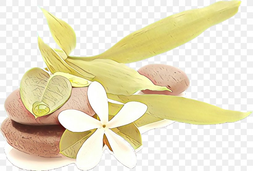 Frangipani Plant Petal Flower Lemon, PNG, 1425x969px, Cartoon, Anthurium, Flower, Food, Frangipani Download Free