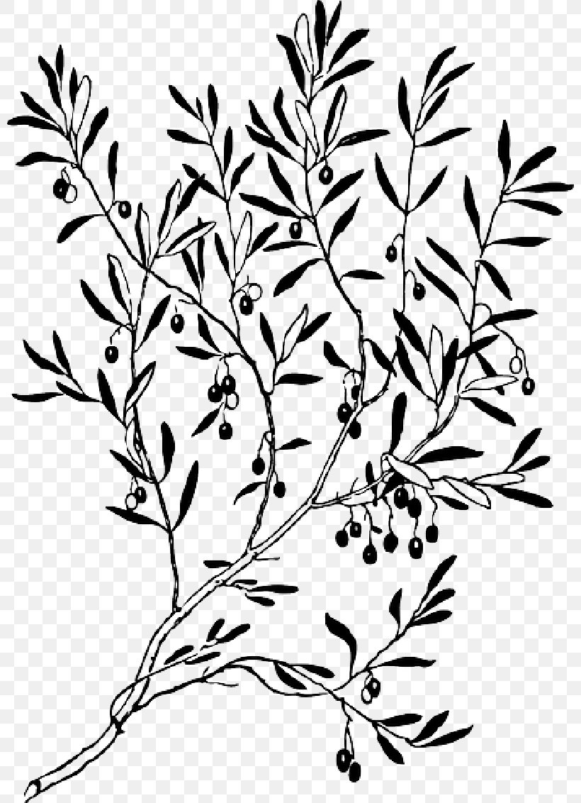 Olive Branch Vector Graphics Clip Art Silhouette, PNG, 800x1132px, Olive, Art, Blackandwhite, Botany, Branch Download Free