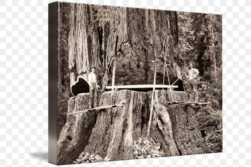 Redwood National And State Parks Trunk Avenue Of The Giants Coast Redwood Giant Sequoia, PNG, 650x546px, Redwood National And State Parks, Black And White, Canvas, Coast Redwood, Conifer Cone Download Free