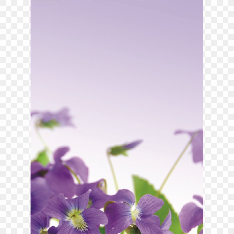 Sweet Violet Purple Lilac Flower, PNG, 1000x1000px, Violet, Flora, Flower, Flowering Plant, Green Download Free