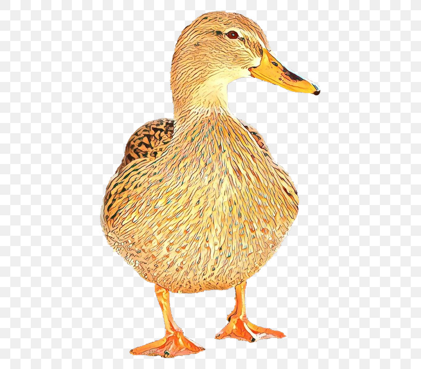 Bird Duck Ducks, Geese And Swans Water Bird Mallard, PNG, 795x720px, Bird, American Black Duck, Beak, Duck, Ducks Geese And Swans Download Free