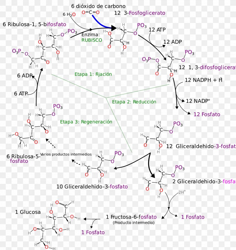 Calvin Cycle Photosynthesis Citric Acid Cycle Ribulose 1,5-bisphosphate RuBisCO, PNG, 1920x2038px, 3phosphoglyceric Acid, Calvin Cycle, Anabolism, Area, Biochemistry Download Free