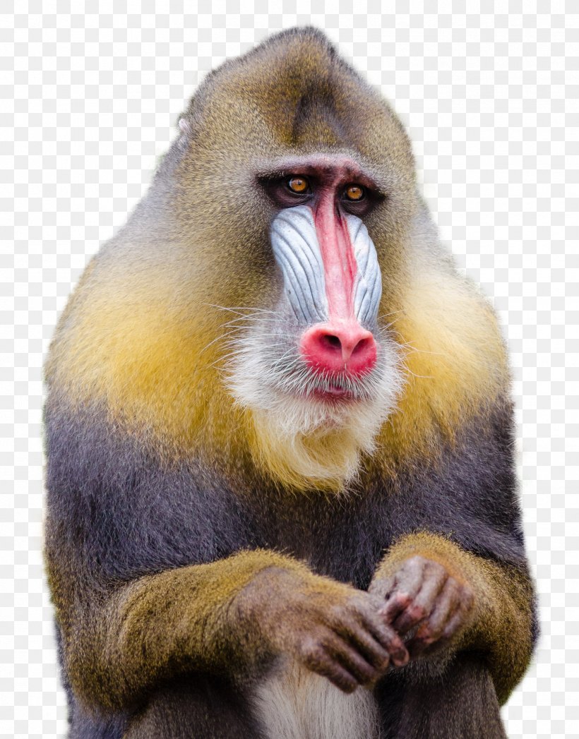 Mandrill Baboons Macaque Monkey, PNG, 1356x1732px, Mandrill, Animal, Baboon, Baboons, Baby Monkeys Download Free