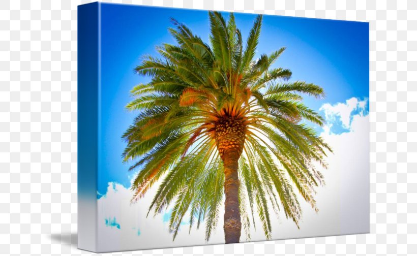 Asian Palmyra Palm Date Palm Arecaceae Sky Plc Borassus, PNG, 650x504px, Asian Palmyra Palm, Arecaceae, Arecales, Borassus, Borassus Flabellifer Download Free