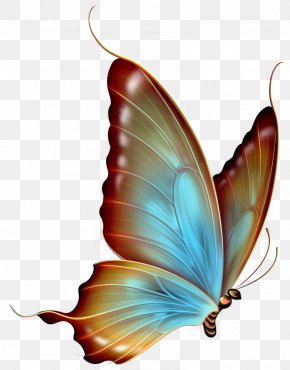 blue butterfly transparent background