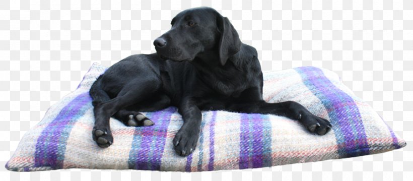 Labrador Retriever Flat-Coated Retriever Dog Breed Snout, PNG, 900x395px, Labrador Retriever, Bed, Breed, Crossbreed, Dog Download Free