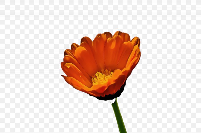 Poppy Flower, PNG, 2460x1628px, Marigold, Annual Plant, Barberton Daisy, Bloom, Blossom Download Free